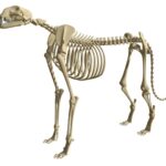 Cheetah Skeleton