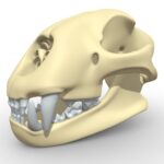 Cheetah Skeleton