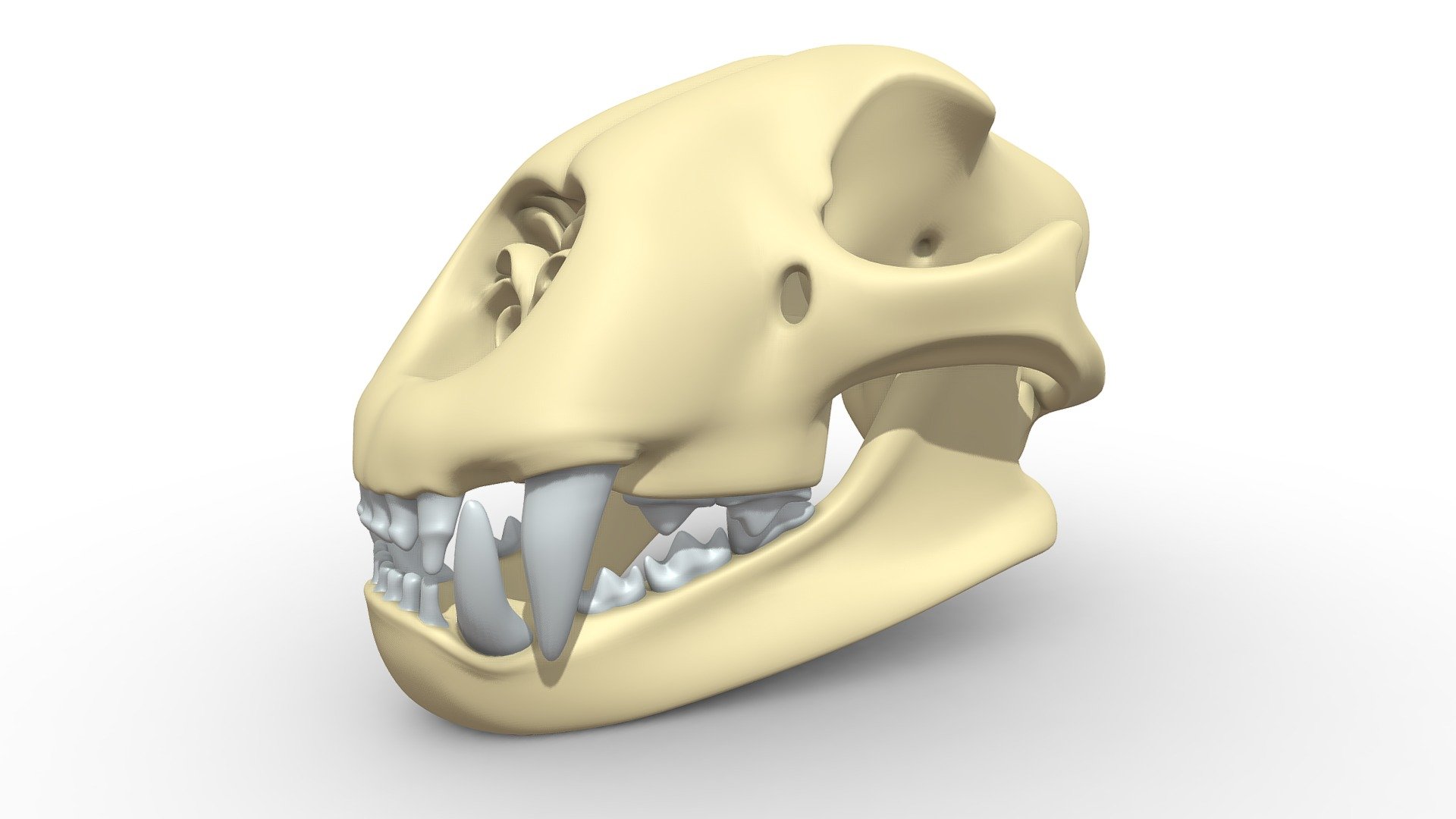 Cheetah Skeleton