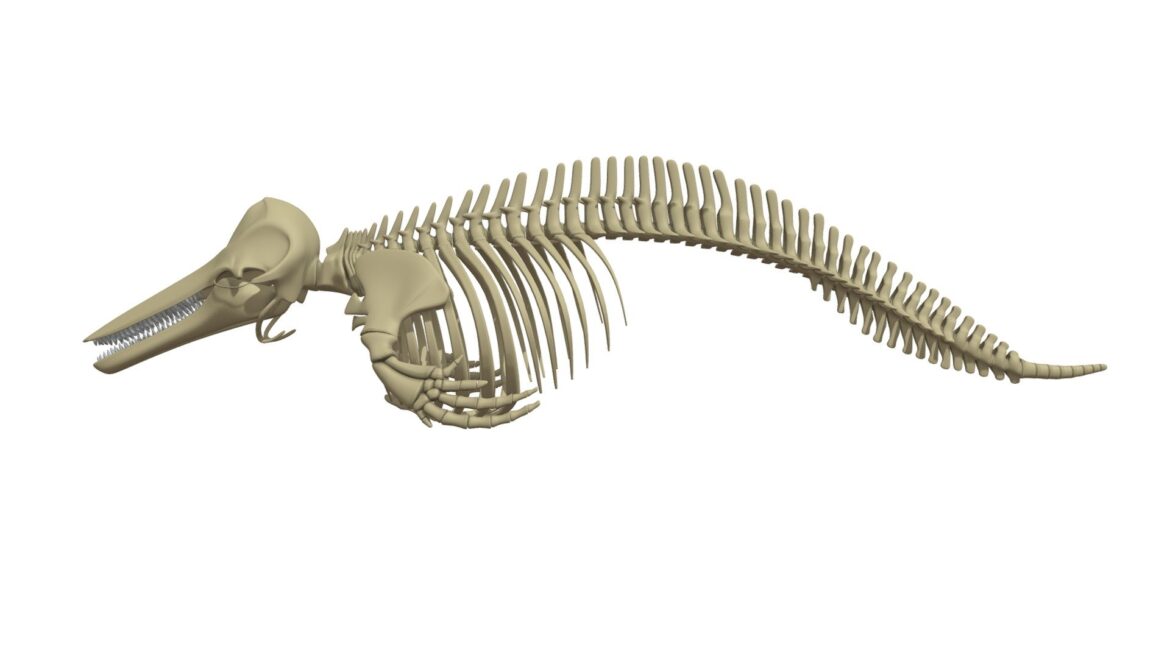 Dolphin Skeleton 3d Model - Detailed 3D model of a dolphin skeleton, showcasing intricate bone structure and anatomical accuracy for scientific and artistic visualization.