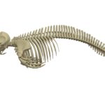 Dolphin Skeleton