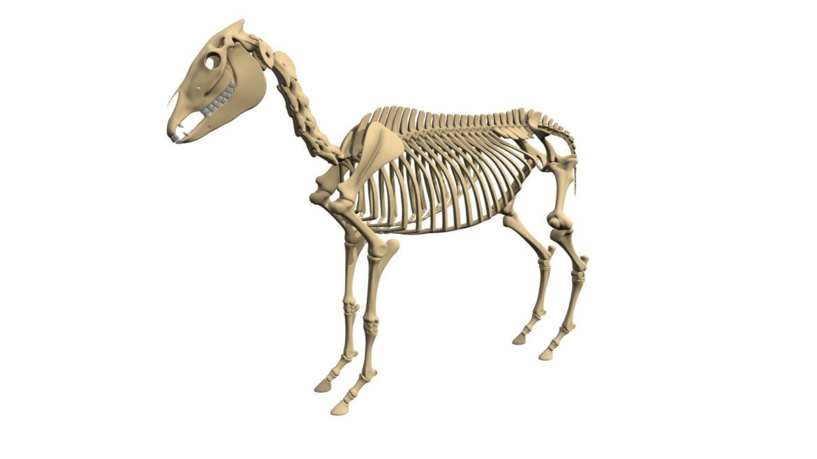 donkey skeleton 3d model