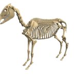 Donkey Skeleton