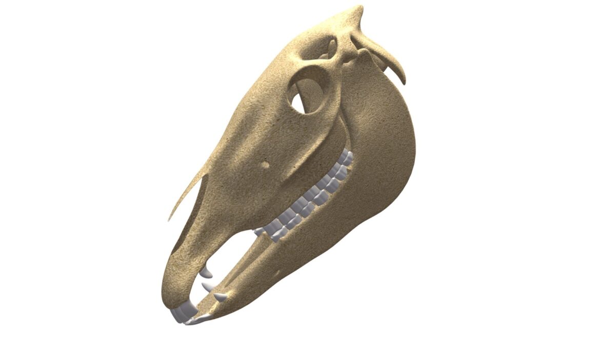 donkey skeleton 3d model