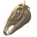 Donkey Skeleton