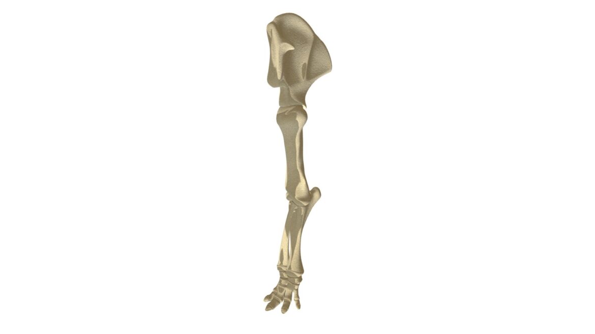 elephant leg skeleton 3d model