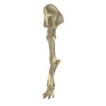 Elephant Leg Skeleton