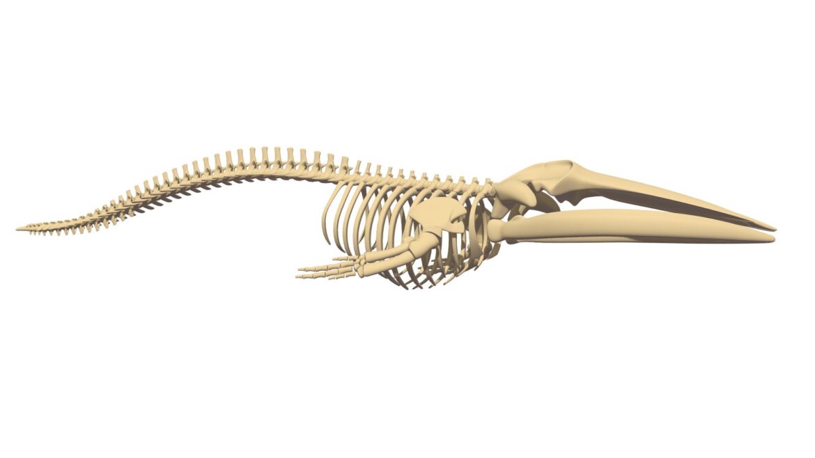 fin whale skeleton 3d model