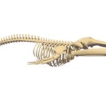 fin whale skeleton 3d model
