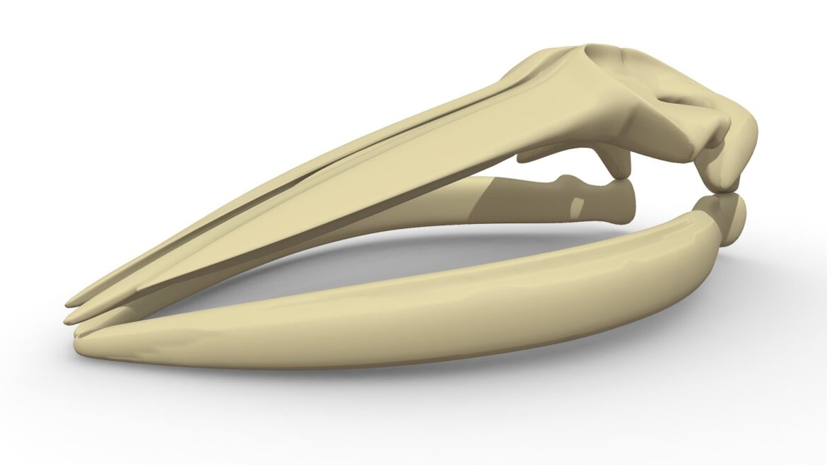 fin whale skull 3d model