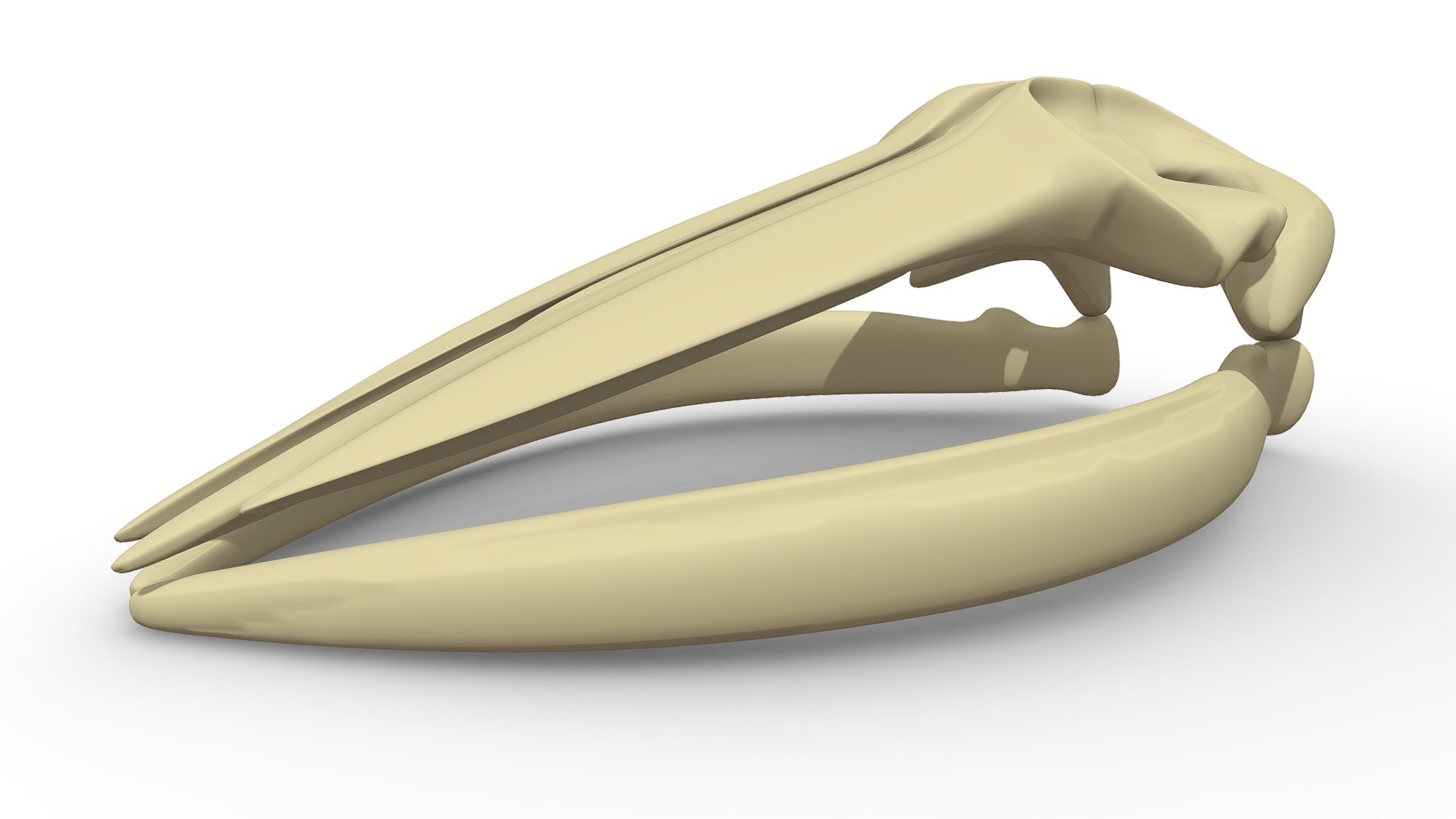 Fin Whale Skull
