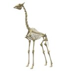 giraffe skeleton 3d model