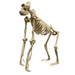 Gorilla Skeleton