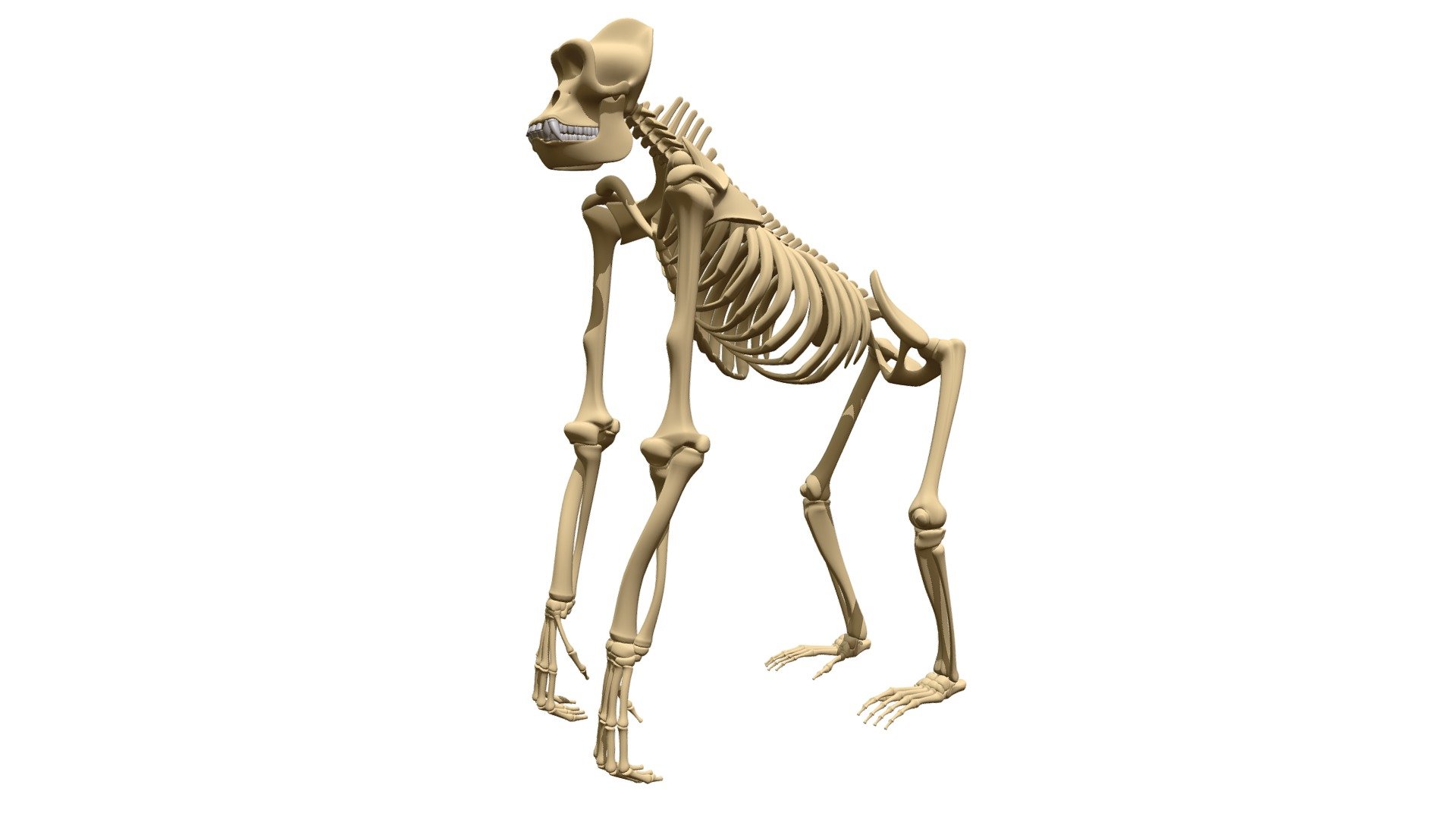 Gorilla Skeleton
