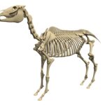 Horse Skeleton