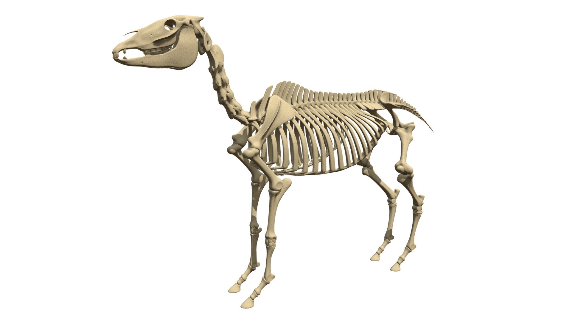 Horse Skeleton