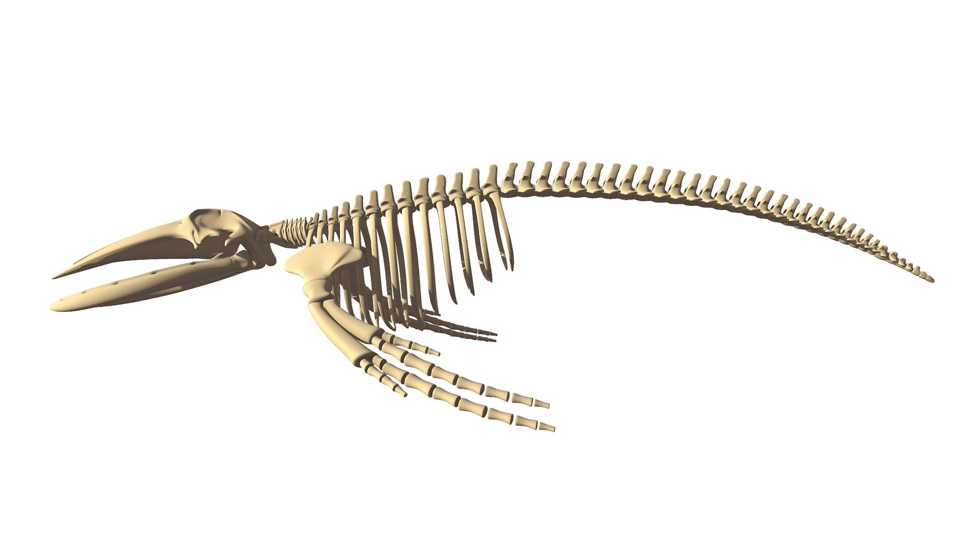 Humpback Whale Skeleton