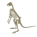Kangaroo Skeleton