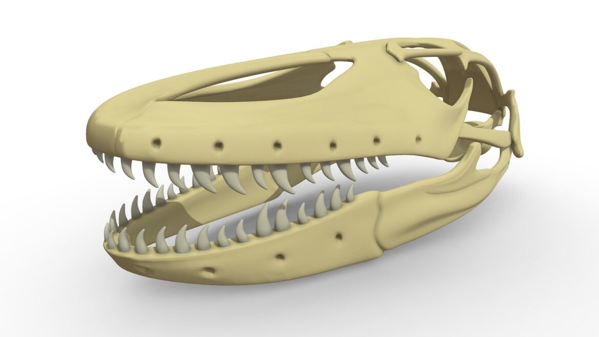 komodo dragon skull 3d model