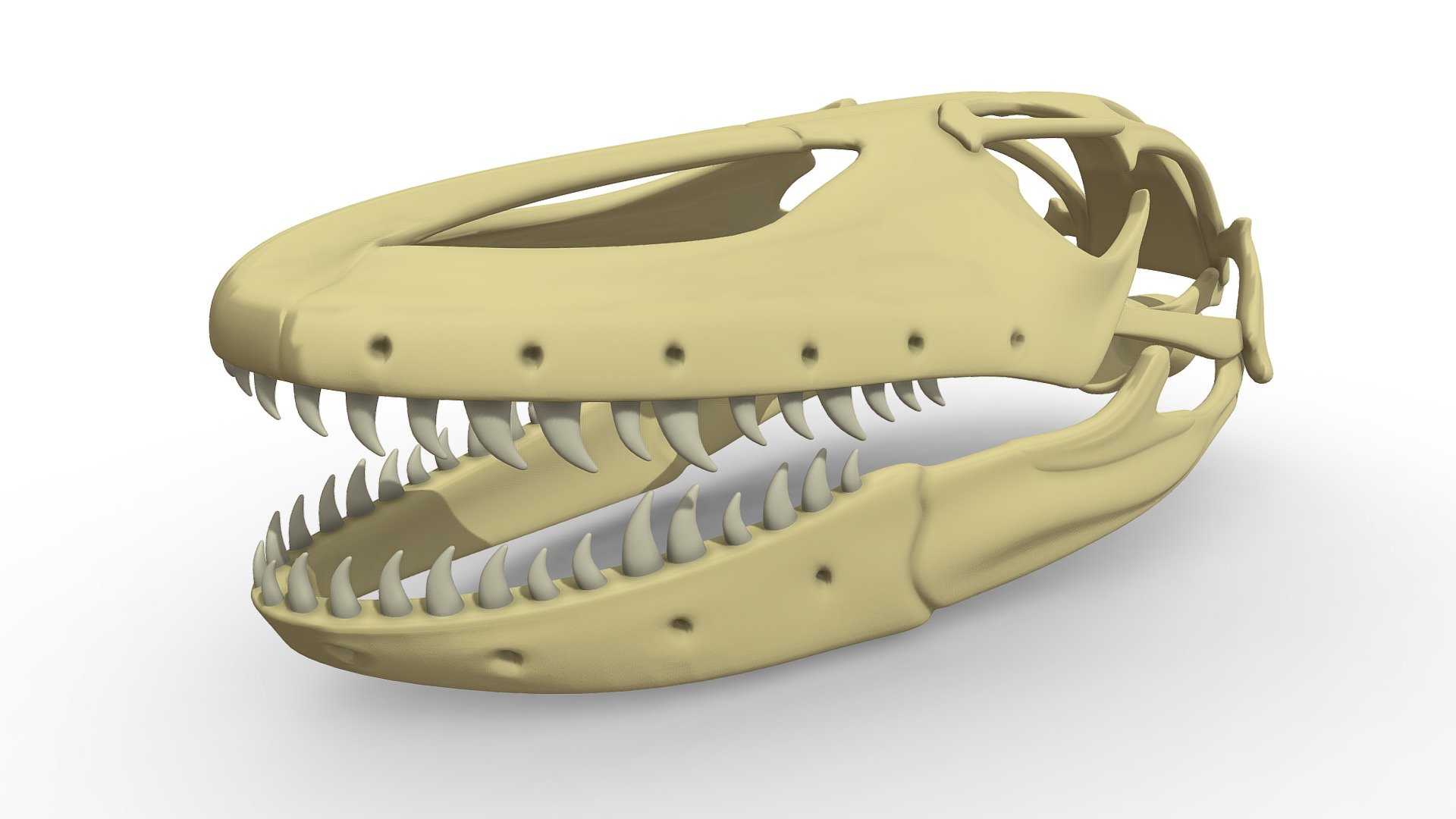 Komodo Dragon Skull