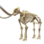 Mammoth Skeleton