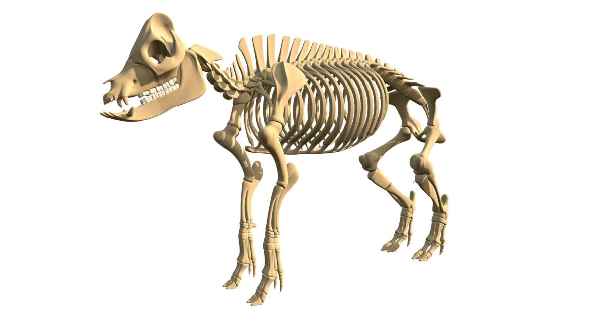 Pig Skeleton 3d Model - Highly detailed 3D model of a complete pig skeleton, showcasing accurate anatomical bone structure and proportions for educational and research purposes.