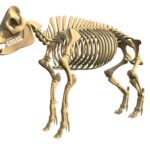 Pig Skeleton