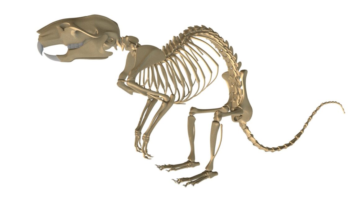 rat skeleton 3d model