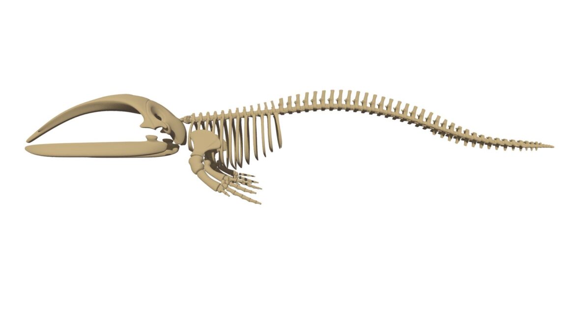 right whale skeleton 3d model