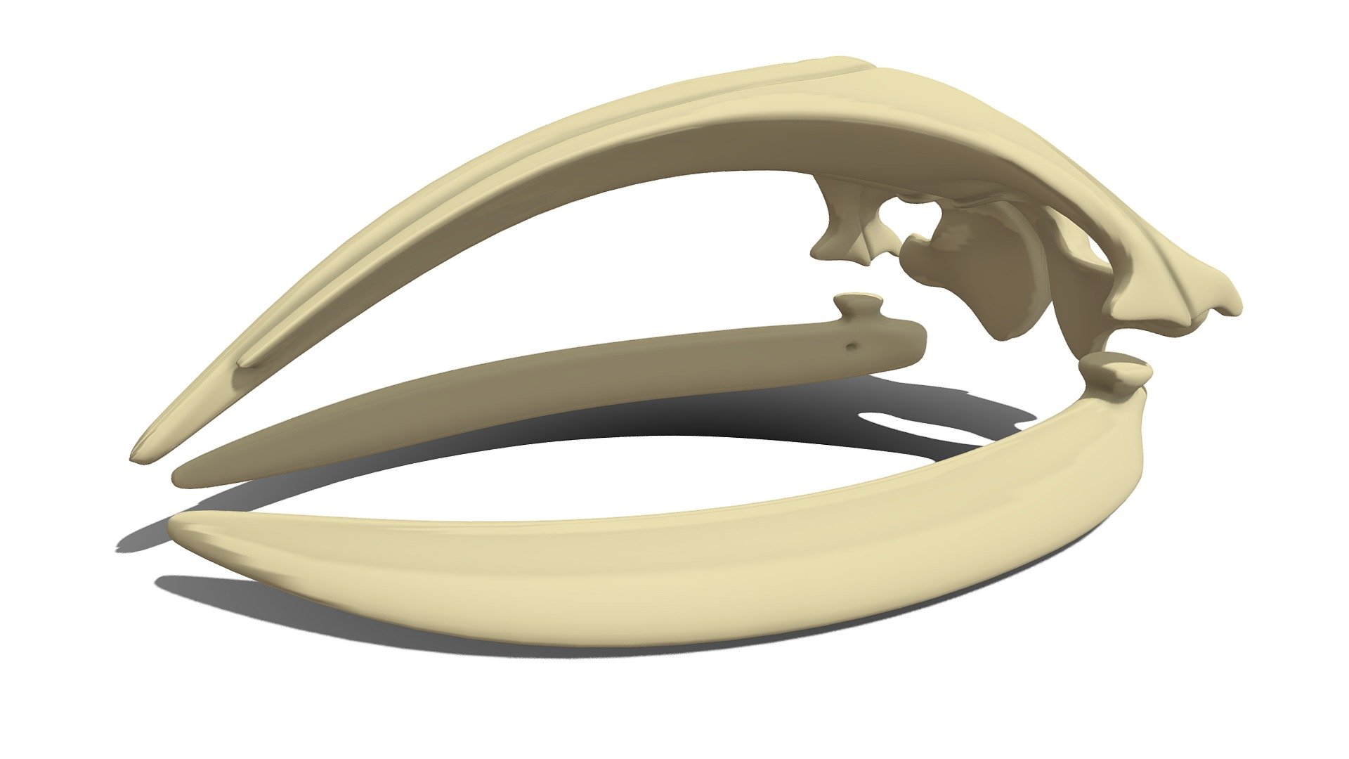 Right Whale Skeleton