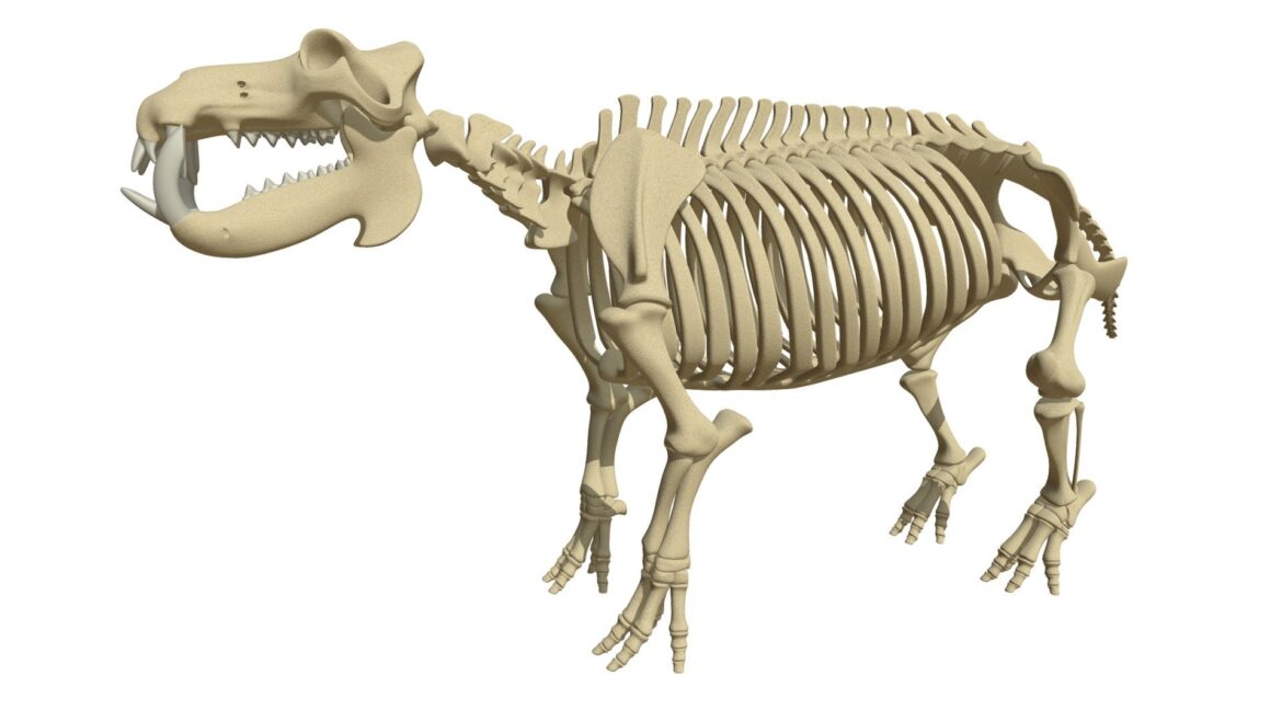 river horse skeleton 3d model