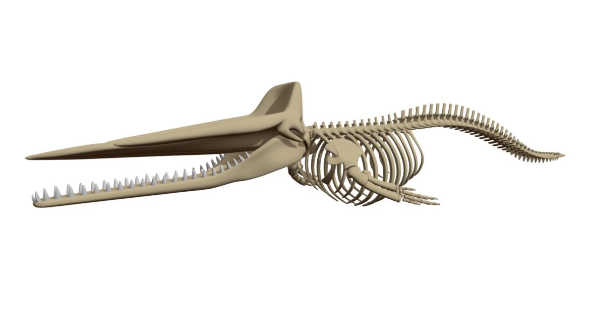 sperm whale skeleton 3d model