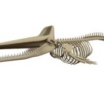 Sperm Whale Skeleton