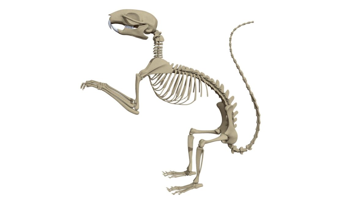 squirrel skeleton 3d model