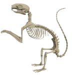 Squirrel Skeleton
