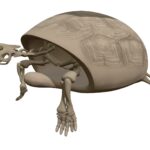 Tortoise Turtle Skeleton