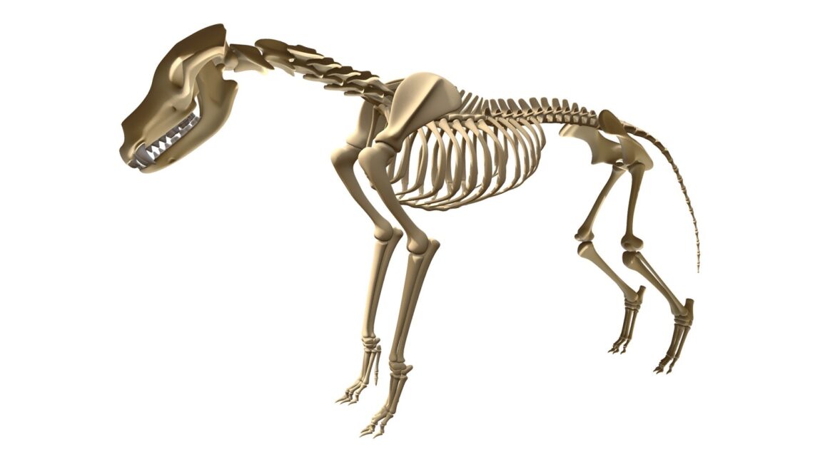 Wolf Skeleton 3d Model - Highly detailed 3D model of a wolf skeleton, showcasing anatomical accuracy and intricate bone structure for educational or artistic projects.