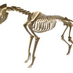 Wolf Skeleton