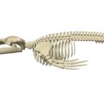 Blue Whale Skeleton