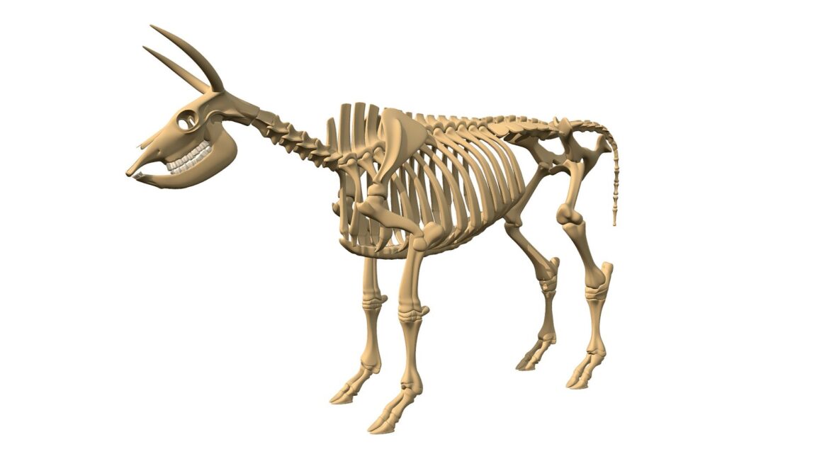cow skeleton 3d model