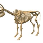 Cow Skeleton
