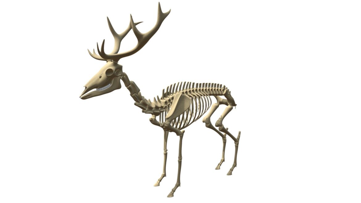 Deer Skeleton 3d Model - Highly detailed 3D model of a deer skeleton for scientific and artistic projects.