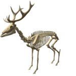 Deer Skeleton 3d Model - Highly detailed 3D model of a deer skeleton for scientific and artistic projects.