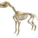 Dog Skeleton