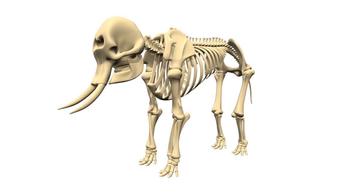 elephant skeleton 3d model