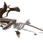 Hammerhead Shark Skeleton