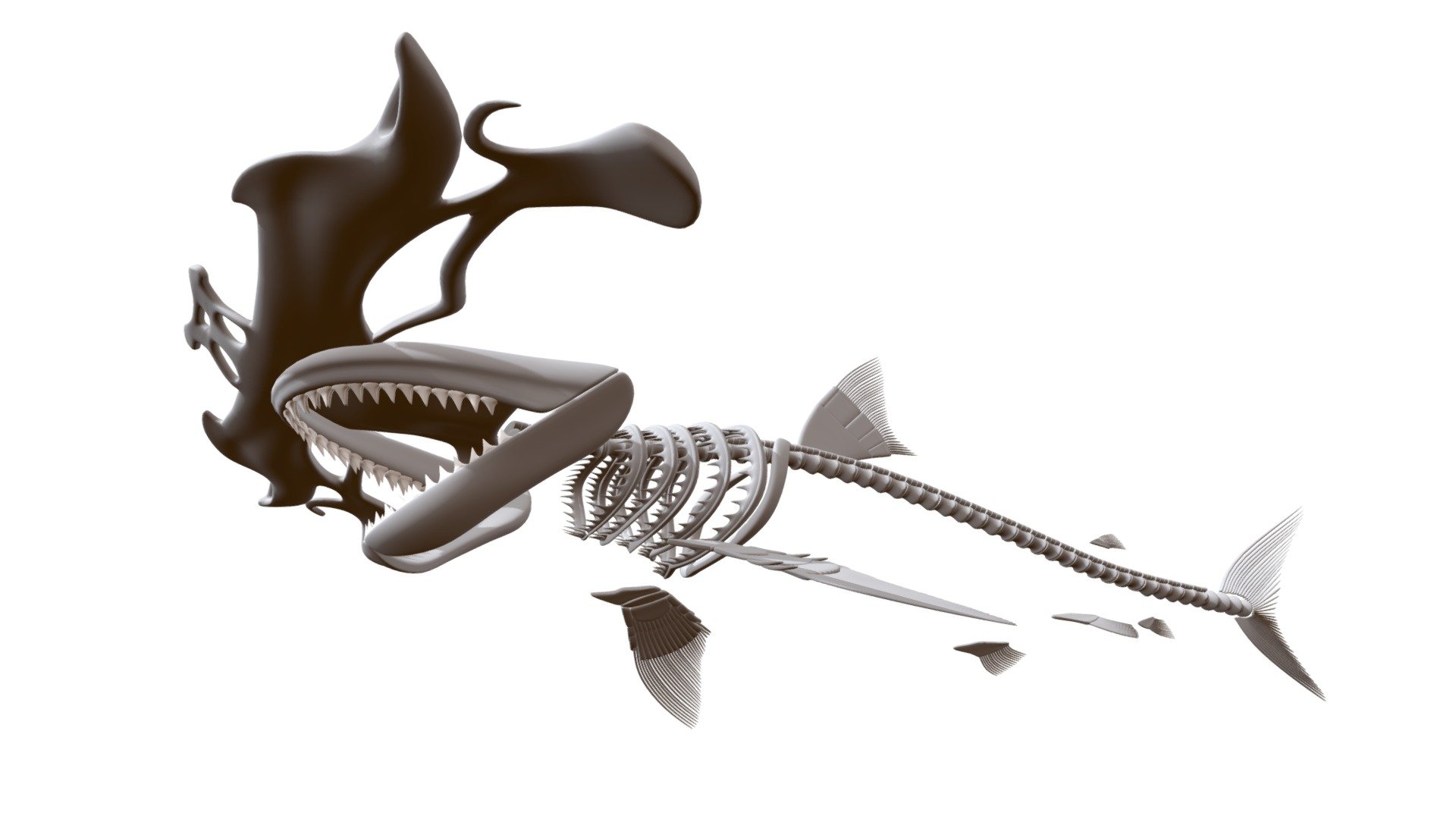 Hammerhead Shark Skeleton