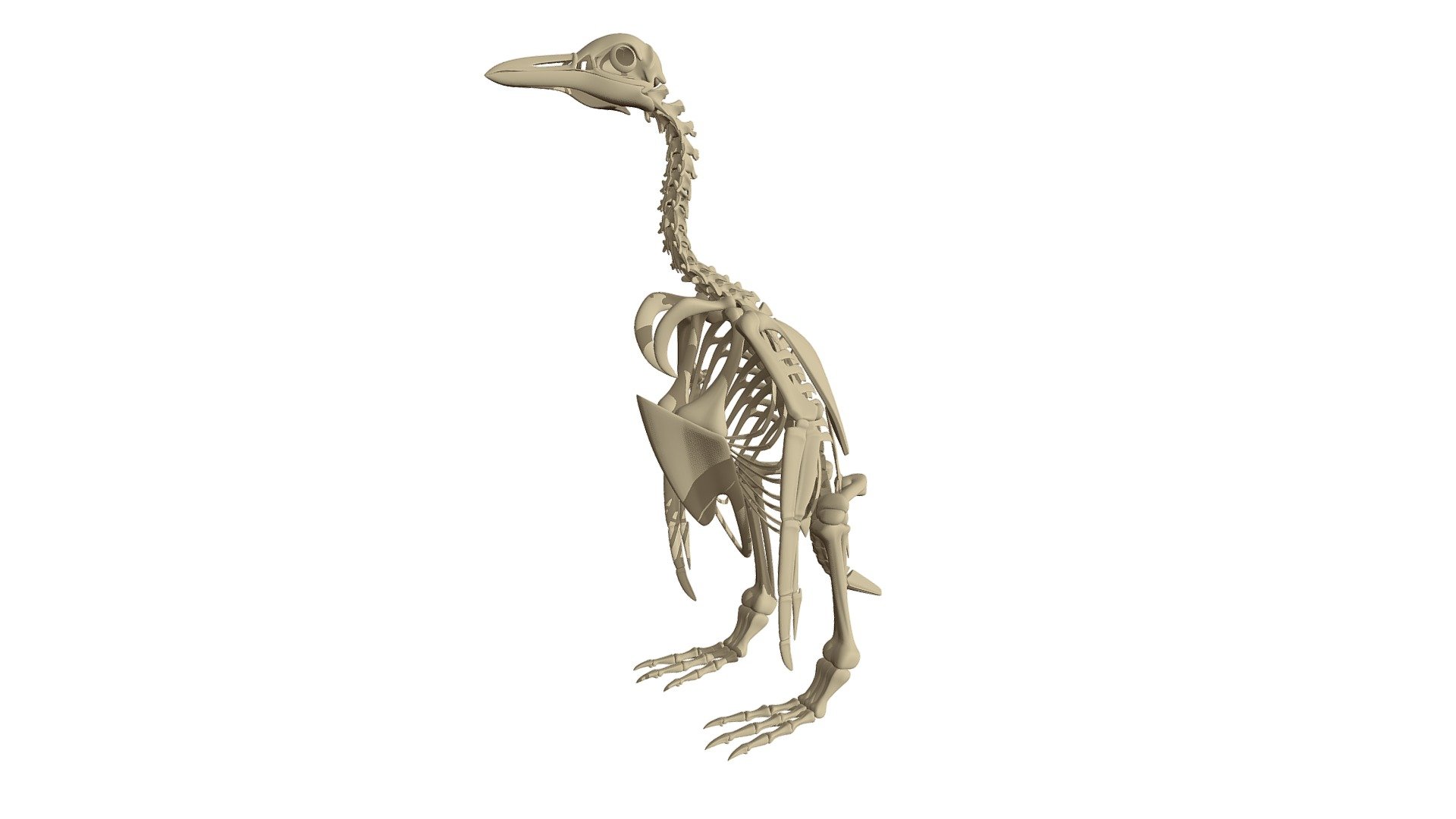 Penguin Skeleton