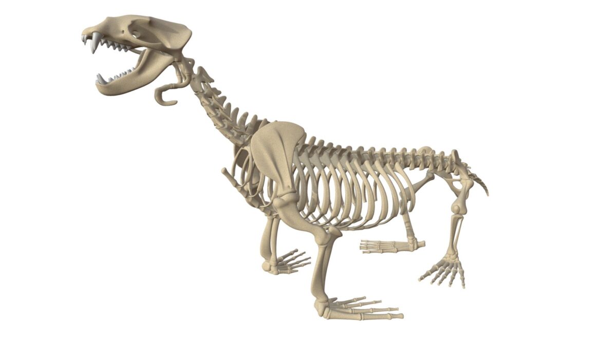 sea lion skeleton 3d model