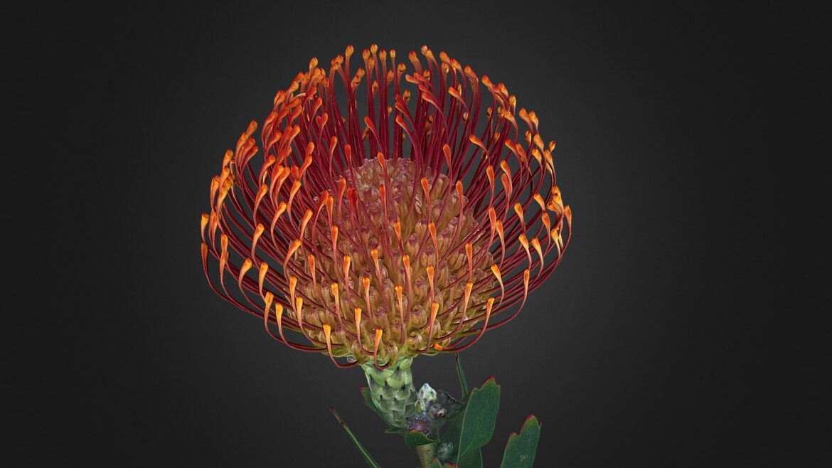 pincushion protea leucospermum floral scan 3d model